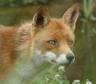 Fox, red fox, wildlife, nature, close-up, meadow in background