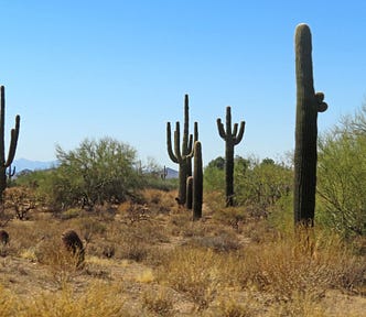 Dry brown grassland with Saguaro cactuses and a few green bushes.