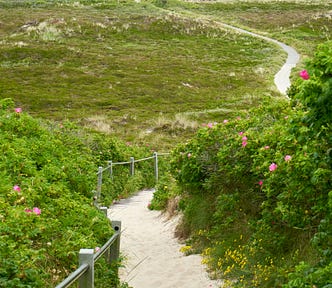 A long winding, sandy road, with wild roses at the beginning — the road stretching far into the distance