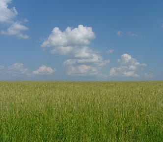 Blue sky. Yellow wheat fields