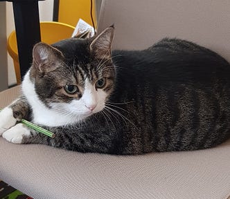 A cat sitting on an office chair holding a pencil