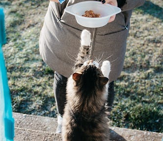 Someone putting food in a bowl for a cat who is begging.