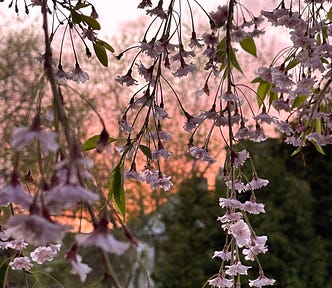 Spring, walking at sunset, nature’s mood booster amidst pink weeping cherry tree blossoms | © pockett dessert