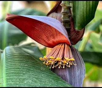 Opening of a banana blossom showing an interior of bright red.