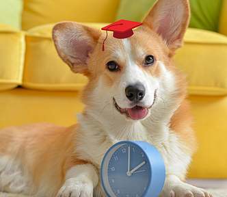 A gold and white Corgie laying on the floor looking into the camera in fron tof a bright yellow couch with a light and white alarm clock by his paws