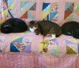 Two black and white cats and one tabby and white cat all in a row, sleeping on a couch.
