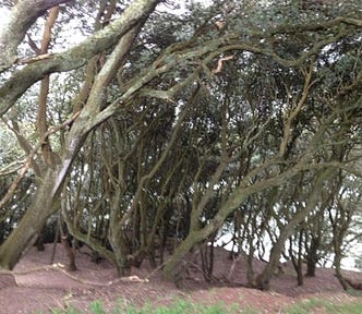 Picture of tangled, wind-swept trees and branches