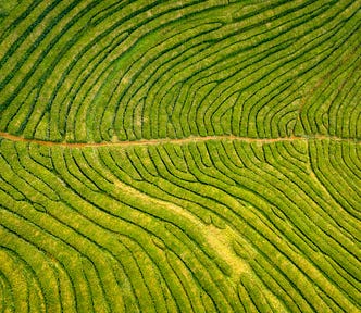 A sky view of wavy rows of green crops with a dirt road intersecting them across the middle of the image