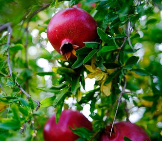 Photo of pomegranate tree.