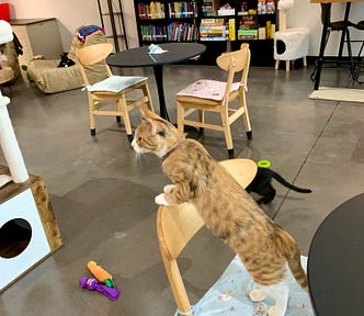 Cat Cafe