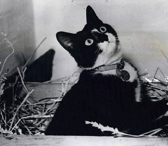 Black and white cat, Simon, from HMS Amethyst