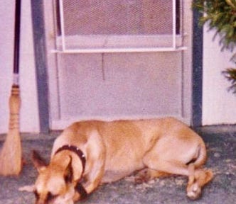 Photo of Great Dane on front porch.