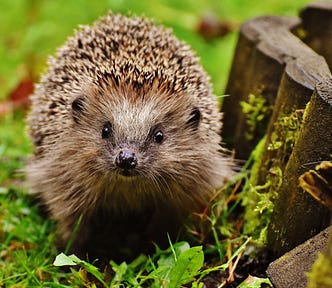 A brown hedgehog looking directly at the camera, walking on grass near a low wooden fence.