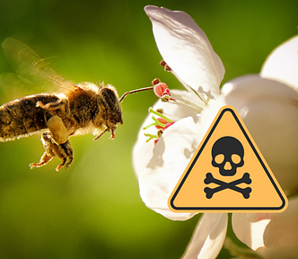 This image shows a bee approaching a white flower, with a superimposed warning sign featuring a skull and crossbones. The visual suggests the danger of toxic chemicals or pesticides present in flowering plants — an issue that poses serious threats to pollinators like bees. It’s a powerful representation of the hidden dangers bees face in agricultural and urban landscapes.