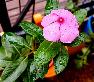 Periwinkle bloom amid leaves with droplets of water.