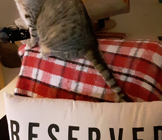 My blind cat, Scout on chair with pillow that says reserved for the cat for an article that asks the question do we deserve pets?
