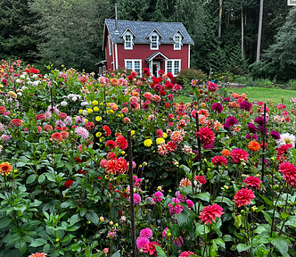 A picturesque two-storey red cottage in a clearing surrounded by tall fir trees. A fully blooming garden of colorful dahlias in the foreground.