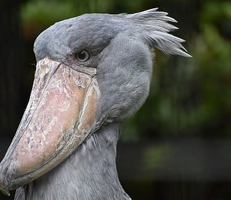 The Shoebill Stork is native to Africa. Click the image to learn more. Image by Masakazu Kobayashi from Pixabay.