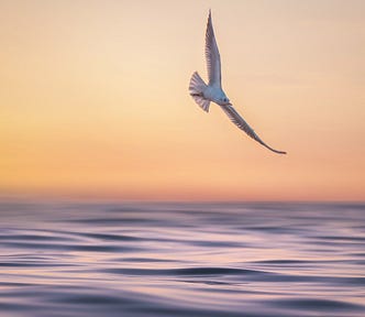 seagull flying across a golden peaceful sky (we’re all dying)