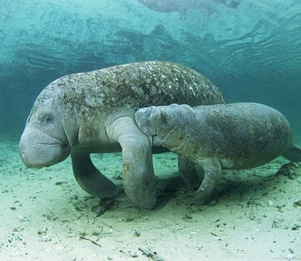 young manatee swims next to adult, holding adult’s flipper in mouth