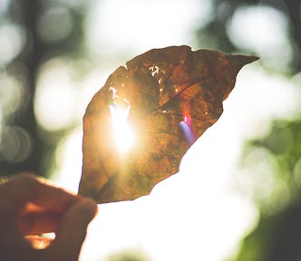 A hand holding a dead brown leaf up to the sun which shines brightly through it