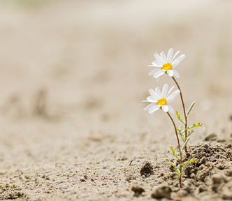 Two white daisies coming up out of dirt.