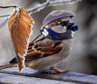 Sparrow dressed in a muffler and cap