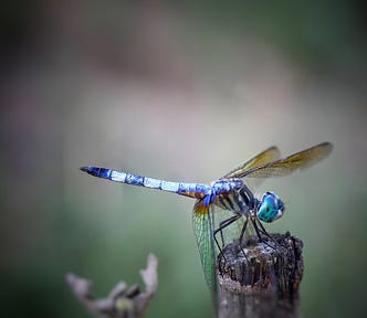 Picture of a dragon fly alighting on a plant stem.