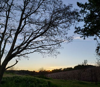 Sunset in Templeton behind tall trees and vineyard, March 12, 2022, author photo, © Barbara Radisavljevic