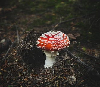 Amanita muscaria growing through the forest floor