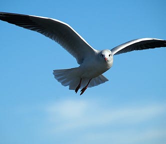 BLOG “AS MY PORTUGUESE GRANDFATHER USED TO SAY”. Article 6 — Learn to live with the losses. REINVENT YOURSELF IN THE COVID-19 ERA. By José Antonio Ribeiro Neto (Zezinho). #selfimprovement #reinventyourself #nonconformity #PygmalionEffect #motivation #selfdevelopment #losses #self