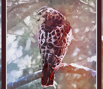 Digital art in beiges, browns, and red. A red-tailed hawk sits on a branch looking downward with a piercing stare.