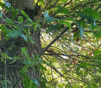 Photo of a tree. There is part of squirrel visible but it is very hard to spot.