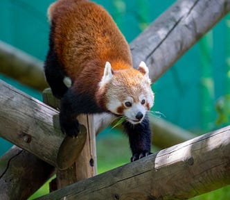 Red Panda — ©Sarah-Jane White — The Author