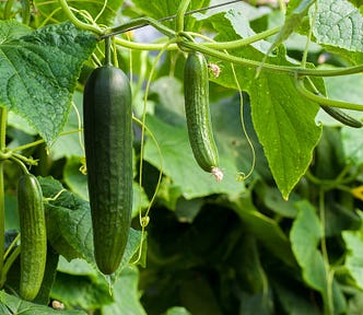 Cucumbers growing on the vine