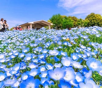A vibrant field of blooming blue nemophila flowers at Toneri Park in Tokyo, with visitors in the background enjoying the spring scenery under a clear blue sky.