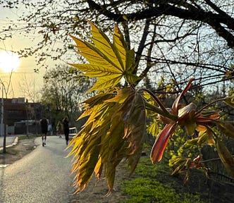 A close-up of a branch with young, green leaves and buds in the foreground. The background shows a paved path with a few people walking, trees with sparse leaves, and the sun setting, casting a warm glow over the scene. The image captures the essence of spring with new growth on the trees and a serene, natural setting.