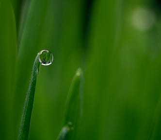 Water dew on green grass