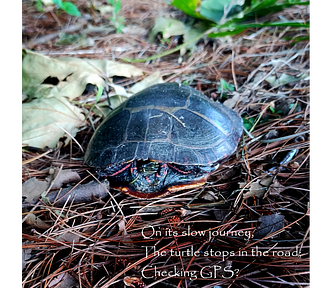 An Easteern Painted turtle that has been moved from the road onto a bed of pine needles near a stream. The turtle has its head tucked into its shell.