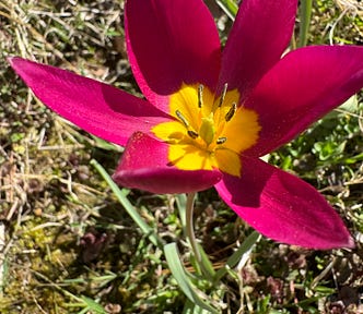 species tulip in bloom