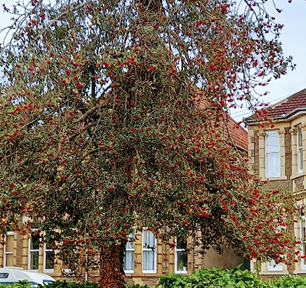 Photo of a mature holly tree with red berries in the corner of a garden used to illustrate the post