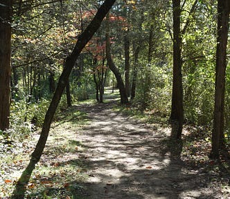 A beautiful treed path in the woods
