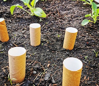 Author has “planted” toilet rolls in her vegetable patch.