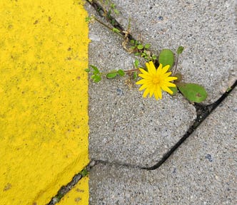 flower pushing through sidewalk crack. picture of resilience