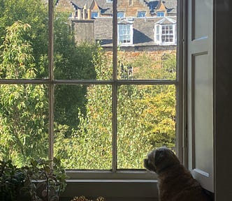 Border terrier looking out of a large glass pane window.