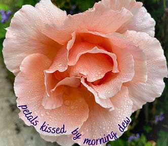 A close-up of a large, peach-coloured rose in full bloom and many water droplets on its petals. The words, ‘petals kissed by morning dew’ are overwritten along the edge of the lower petals.