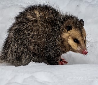 A Virginia opossum forages for scraps from a bird feeder in the author’s snow-covered backyard.A Virginia opossum foraging in the snow.
