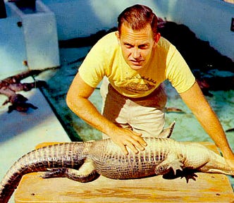 A man holds a small alligator on its back on a wooden table, with one hand holding its mouth shut and the other resting on its stomach