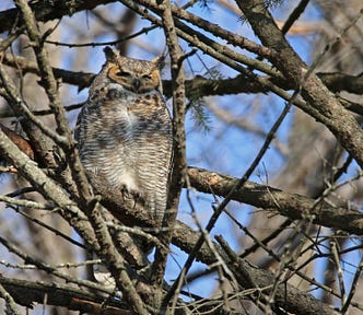 This great-horned owl has been spotted hanging out near the Bloomington visitor center at Minnesota Valley National Wildlife Refuge. Barred owls, bald eagles and a variety of hawks have also been spotted recently.