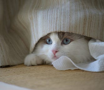Playful Ragdoll Cat Peeking from Under Blanket